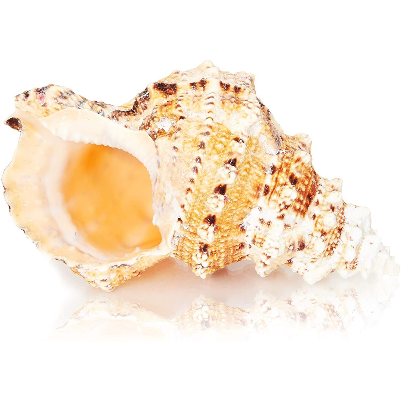 Large Sea Shells for Decorating, Natural Ocean Conch Sea Shell for Home Decor, Wedding Decoration, 7"